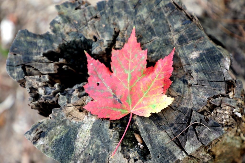 Photo of Fall Leaf in North Georgia